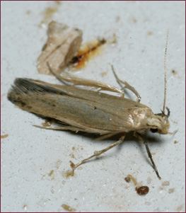 A small, tan moth at rest with wings folded.