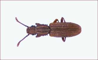 Close-up of a small beetle with sawtooth-like serrations along the thorax.