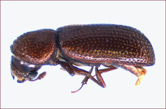 Extreme close-up of a small, brown beetle with downward facing head.