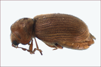 Close-up of a small, brown beetle with an elongate snout.