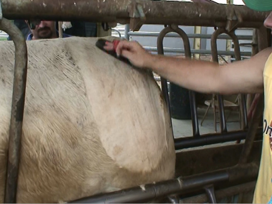 A person uses a brush to clean off the clipped hair and other debris after clipping.