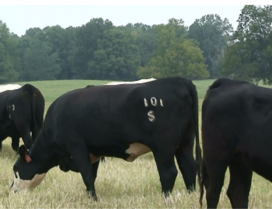 A cow with an identification brand on its hip and an ear tag.