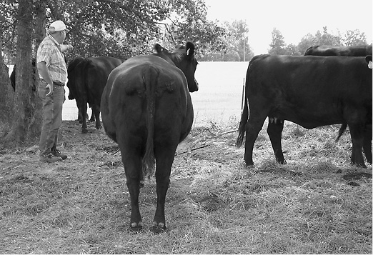 A person surrounded by cows in a field.