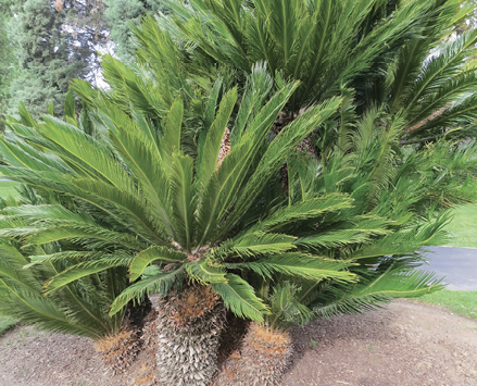 A group of light green sago palms of various heights planted closely together.