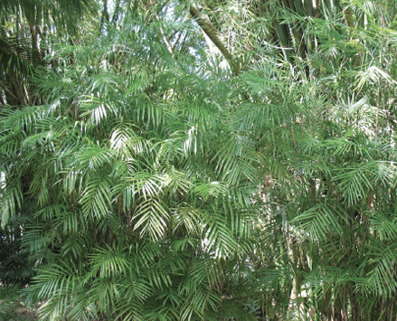 An informal clump of leafy green bamboo palm.