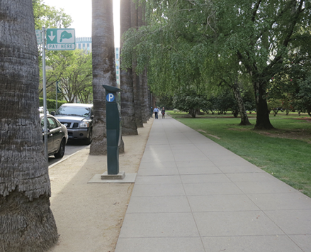 Large trunks of formal, uniformly planted Mexican fan palms are pictured lining a street on one side and a sidewalk on the other.