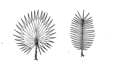 Palmate leaves are flat and round, with the lobes extending from a single point, while pinnate leaves are oval-shaped, with lobes extending up and down the stem.