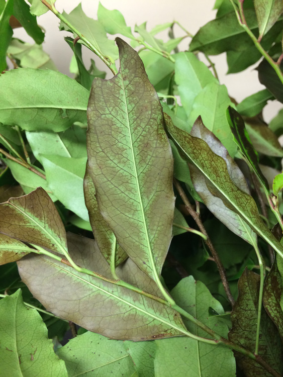 Green leaves turning brown.