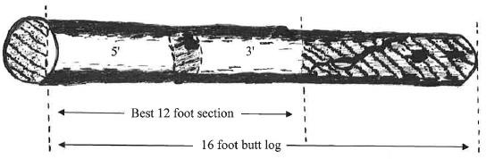 This 16-foot butt-log has a DBH of 12 inches and an SD of 10.6 inches. It has clear sections of food 5 and 3 feet long, so it can only be an F3 grade.