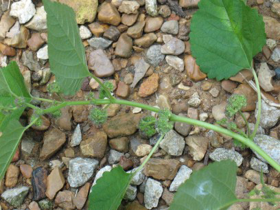 Several flower clusters are growing along the leaf axils.