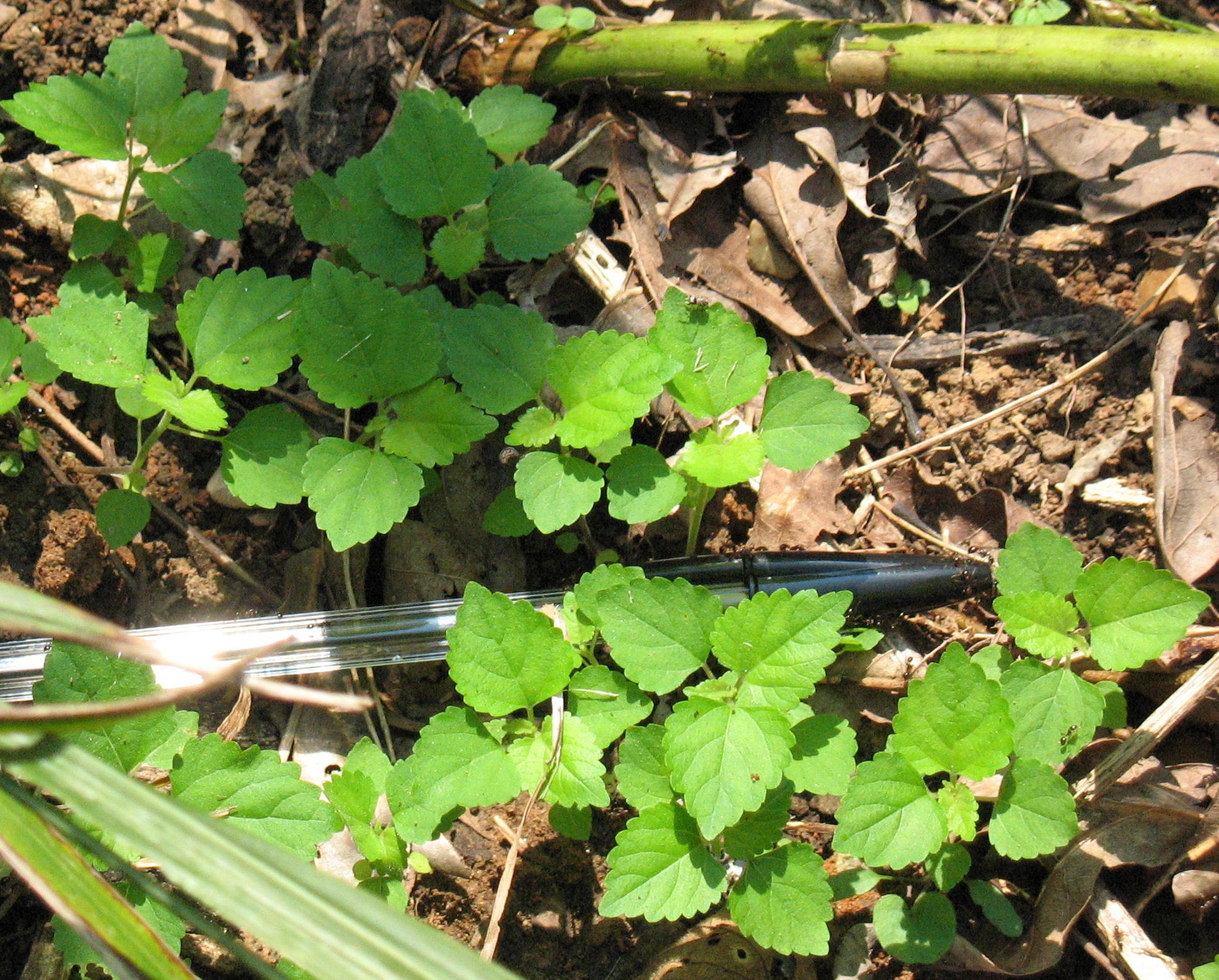 Small seedlings are growing from the soil. A ballpoint pen is in the frame to show scale.