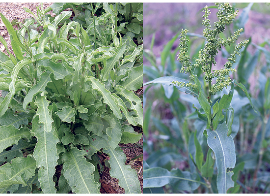 Side-by-side images of curly dock. The left highlights the plant's broad, lobed leaves, and the right displays the plant's flowering seed head.