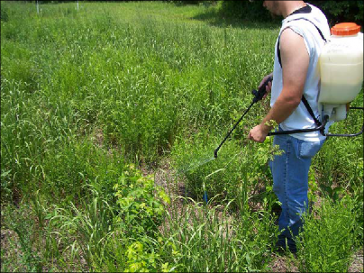 A grower is applying Select to johnsongrass with a pump sprayer.