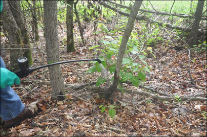 A person sprays herbicide at the base of a small tree.