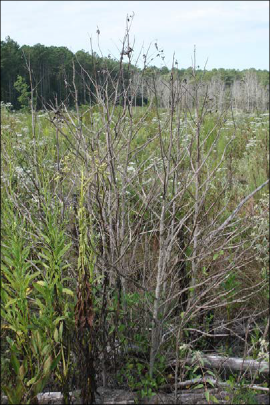 Dried sweetgum stems that have been treated with glyphosate.