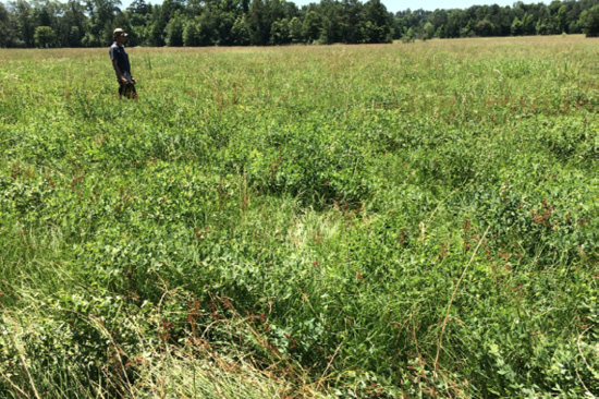 White wild indigo in an open pasture.