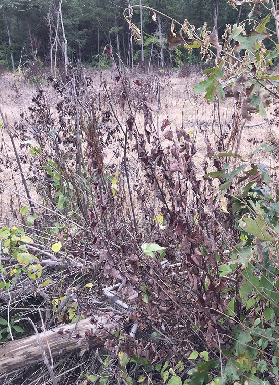 Dead leaves on a small tree.