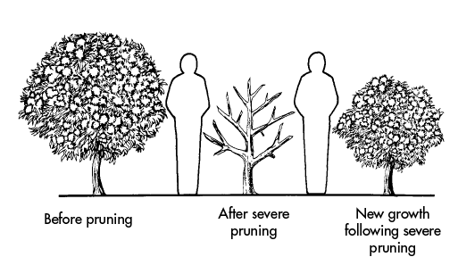 Drawing of a bush before pruning, after a severe pruning, and after new growth following a severe pruning. Human outlines beside the bushes show that the bush was a little taller than a person before pruning; shorter than a person and with six branches and no vegetation after a severe pruning; and shorter than a person but with very full vegetation after new growth following a severe pruning.