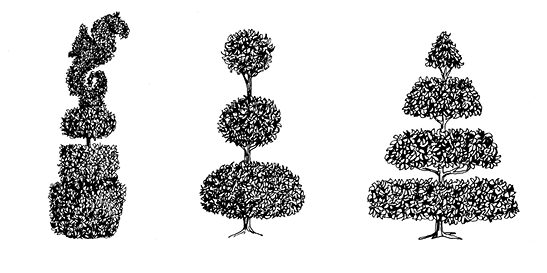 Drawing of three topiaries. One has a squarish base, round center, and a sea lion shape on the top. One has three sections that are round, evenly spaced, and progressively smaller toward the top. One has four sections that are flat and round, evenly spaced, and progressively smaller toward the top, resulting in an overall triangle shape.