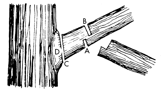 Drawing of a section of tree trunk with one branch. The branch shows the three cuts to make to remove the branch: first a small cut on the underside of the branch, second a small cut on the top of the branch, and third a complete cut at the base of the branch. The branch collar, which is where the branch grows from the trunk, is left intact.