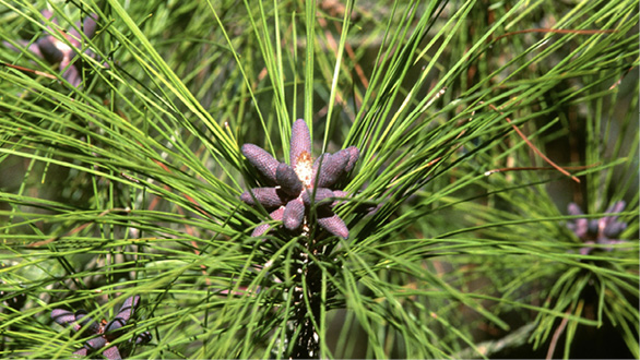 Close-up of a loblolly pine needle cluster with a pollen cone, which has multiple small, brown cones in a starburst arrangement.