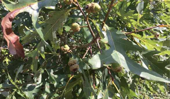 A white oak stem with capped acorns growing.