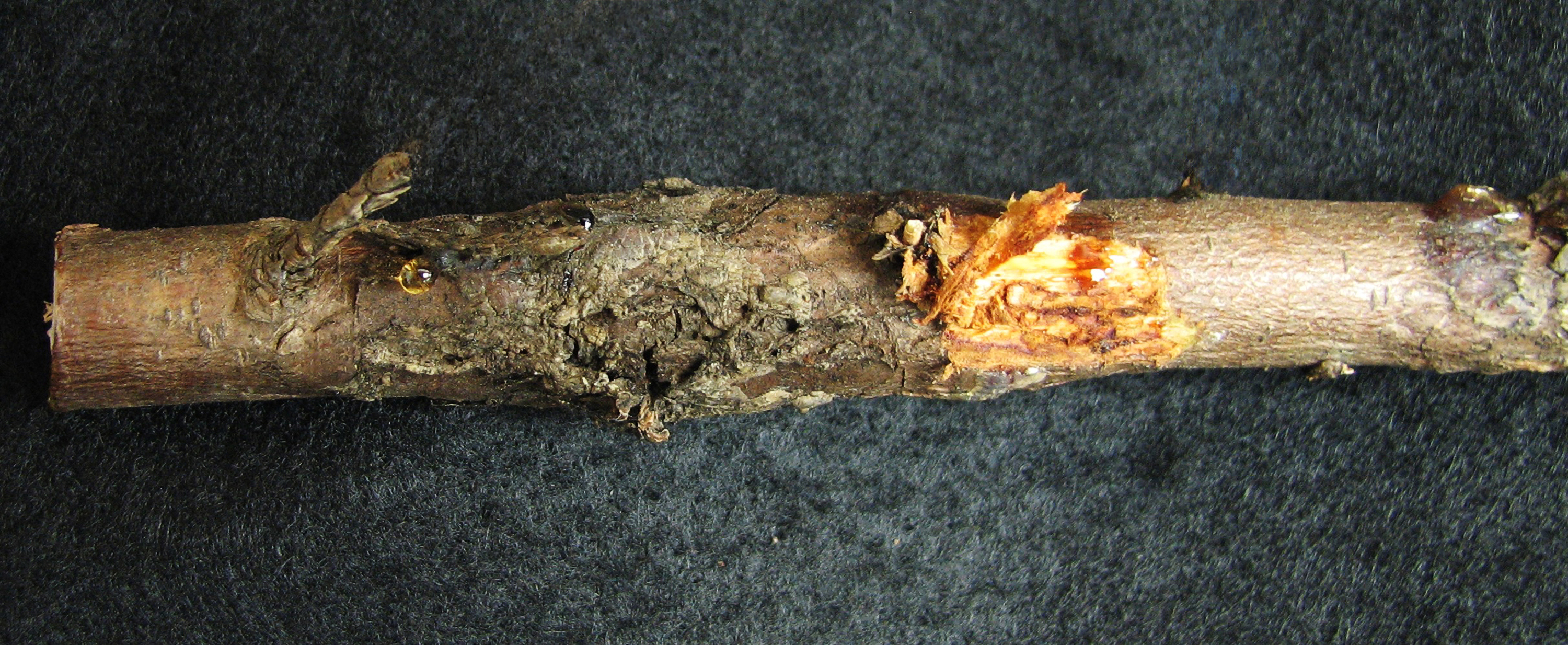 Figure 3. The branch bark appears roughened in the area with cypress canker. Tiny, black fruiting structures and drops of resin are visible on the bark surface in the cankered area. The bark has been peeled back at the canker edge to reveal the brown color of the damaged vascular tissue in the wood.