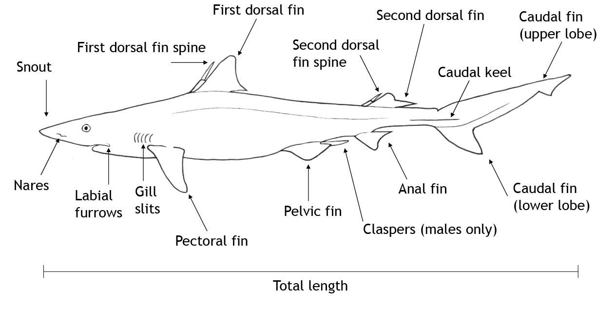 Parts of a shark.