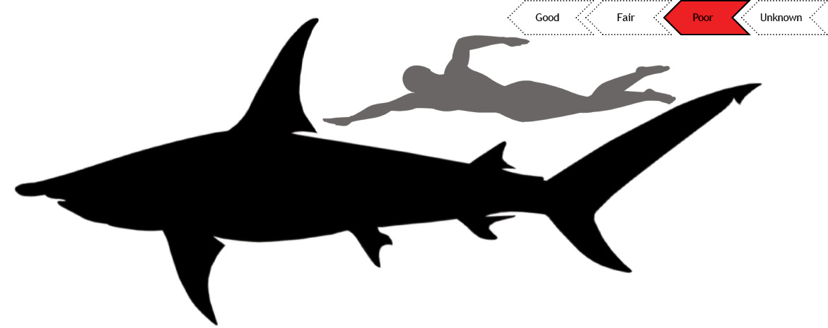 Current status of Great hammerhead population is poor.