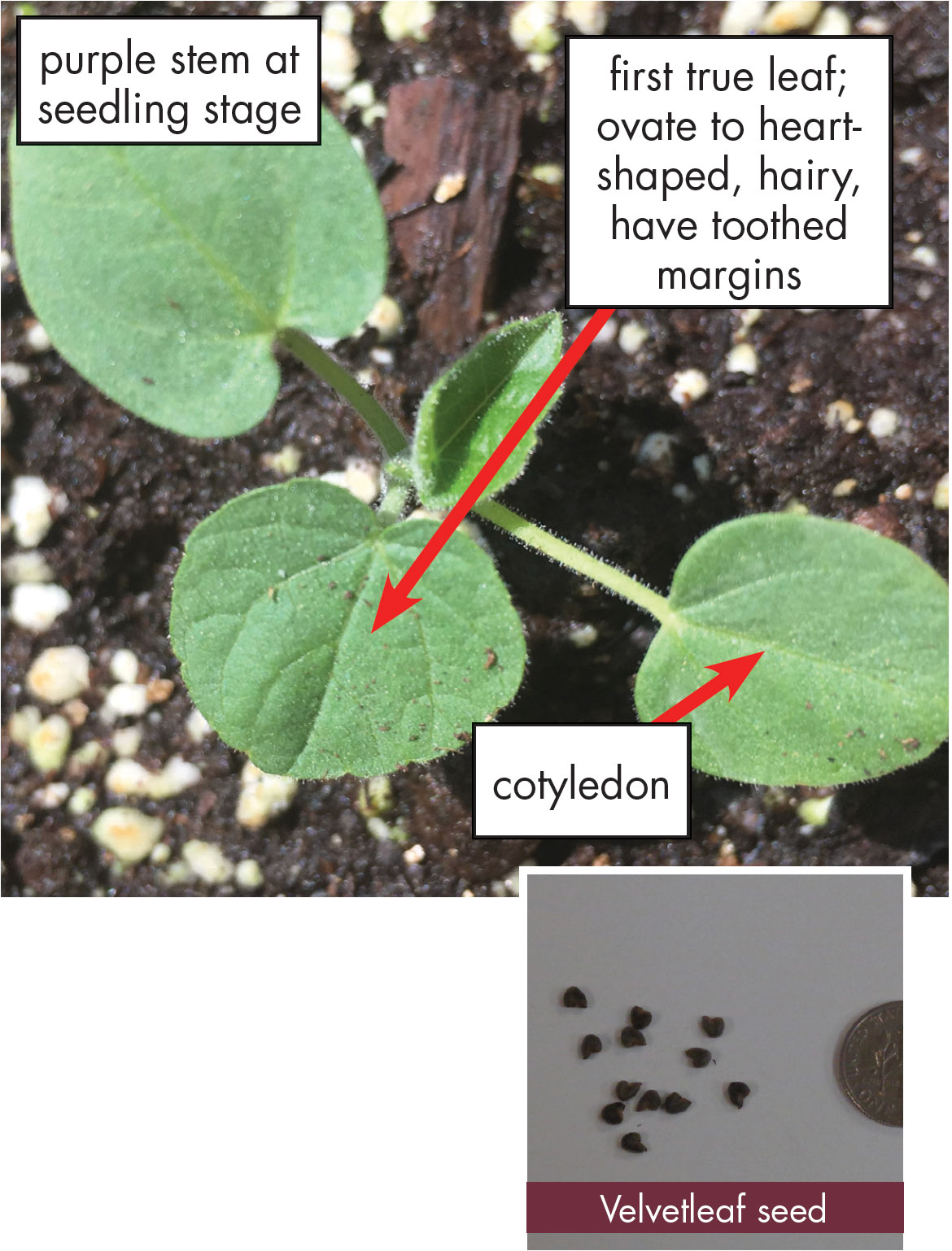  Velvetleaf weed with oval, hairy leaves and toothed margins on the foliage. Seed photo: Velvetleaf seeds next to a dime for size comparison. Small, brown, and round.