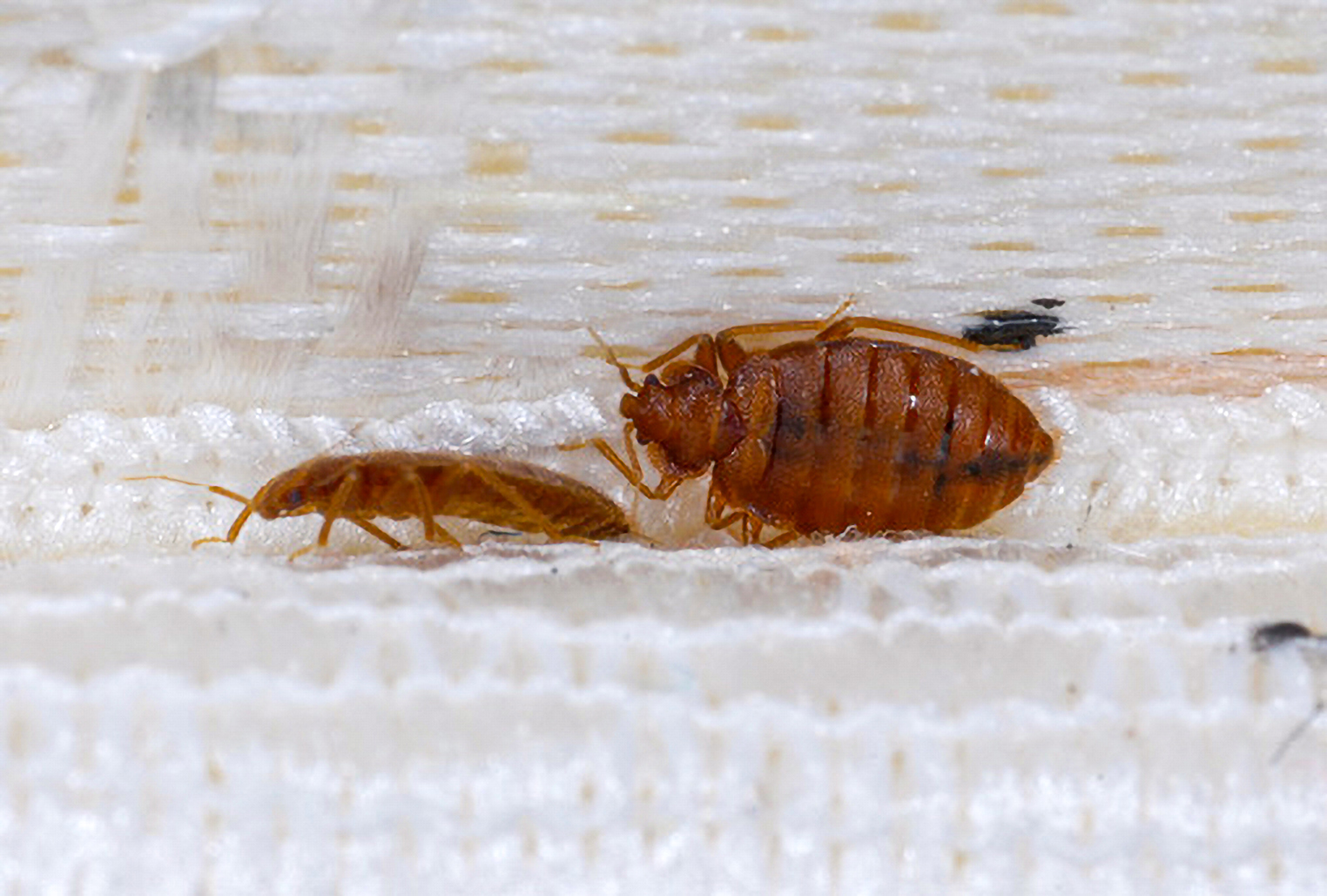 Two reddish-brown bed bugs are on a white matress. 