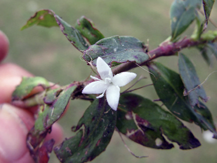 Up-close shot of a Virginia buttonweed four-lobed white flower. The flower is smaller than the green and purplish-red buttonweed leaves surrounding it.