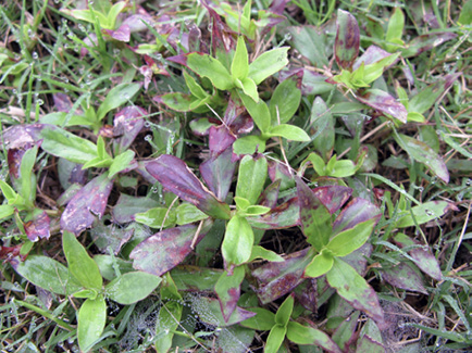 Older, larger leaves of Virginia buttonweed stand out from the surrounding grass. Some leaves on the buttonweed are bright green and some leaves are dark purple.