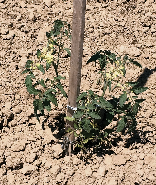 Tomato plant with some leaves that are yellow at their bases.