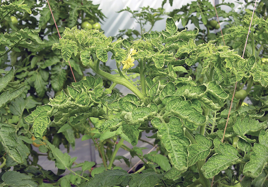 Abnormally curling tomato leaves.