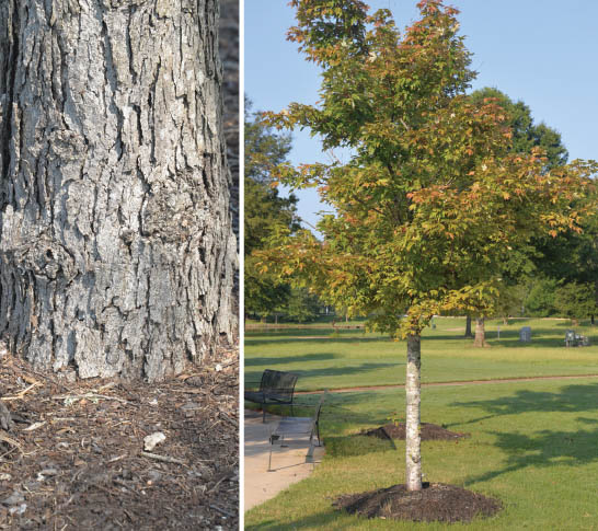 Trees that are planted too deeply or covered with mulch can make the root flare and root plate of the tree less visible.