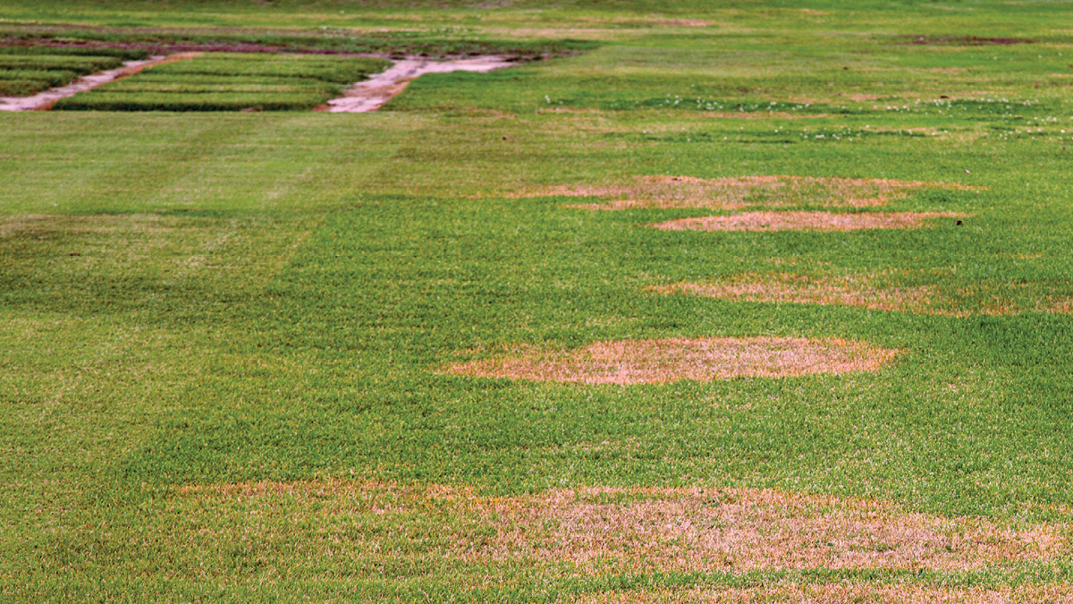 A large grassy area with healthy, green grass on the left and large dead areas on the right.