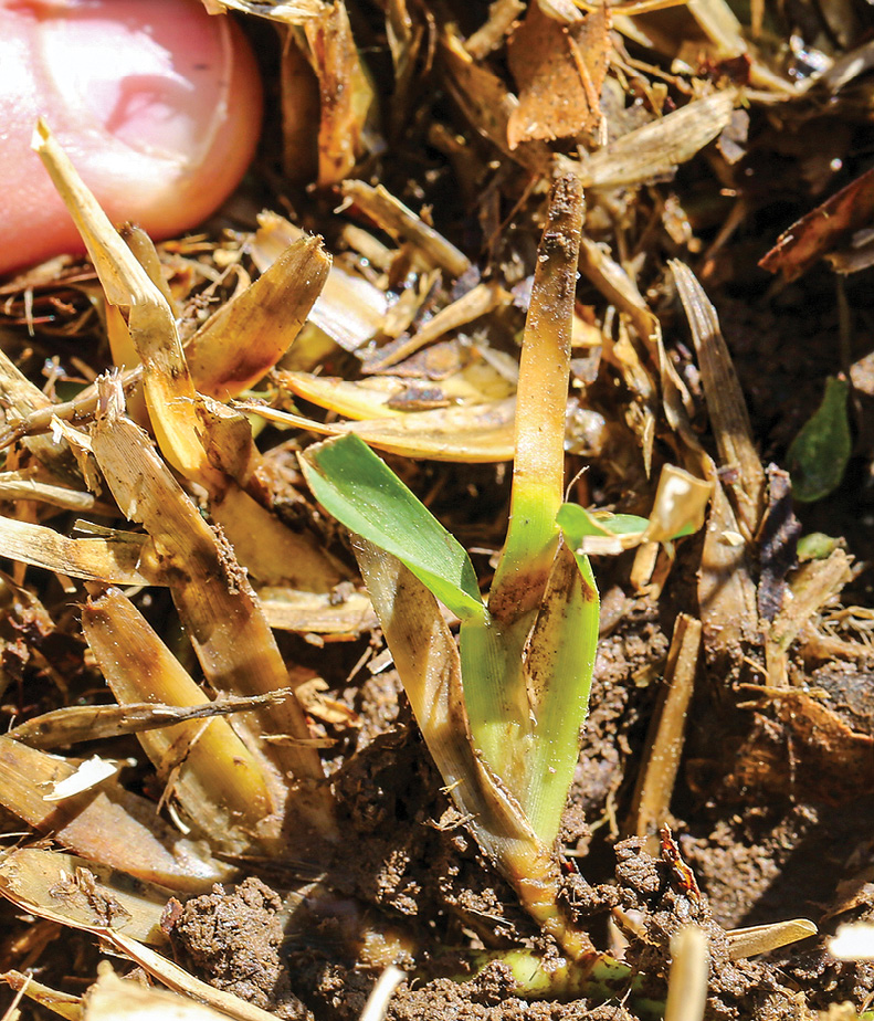 Close-up of grass described in caption.