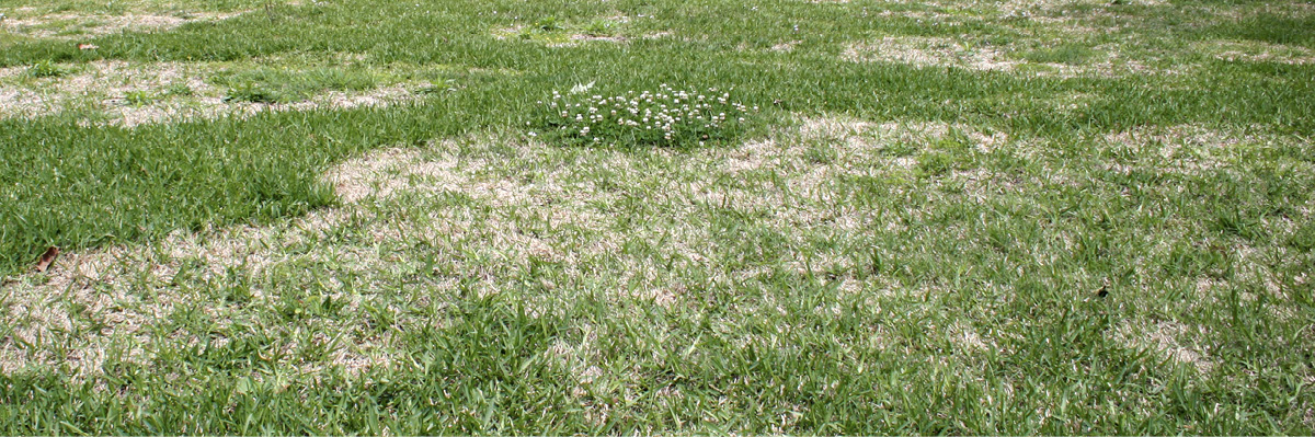 A grassy area with large patches of dead grass.