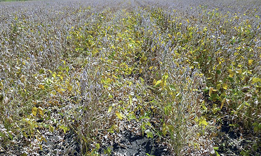 Soybean plants beginning to turn brown.