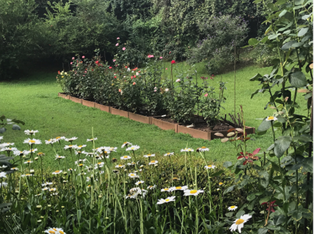 A landscape with a long, rectangular bed of rose bushes. 