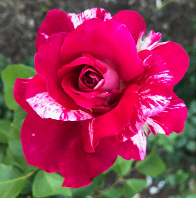 A fuchsia rose bloom with white markings on some petals. 