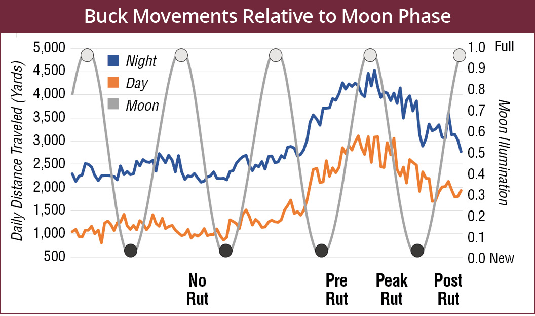 The daily distance traveled by bucks is greater at night (about 2,500 yards) than during the day (about 1,000 yards), and both day and night movement increases during the breeding season (4,000 yards during night, 2,500 yards during day). Movement rates are not influenced by the phase of the moon.