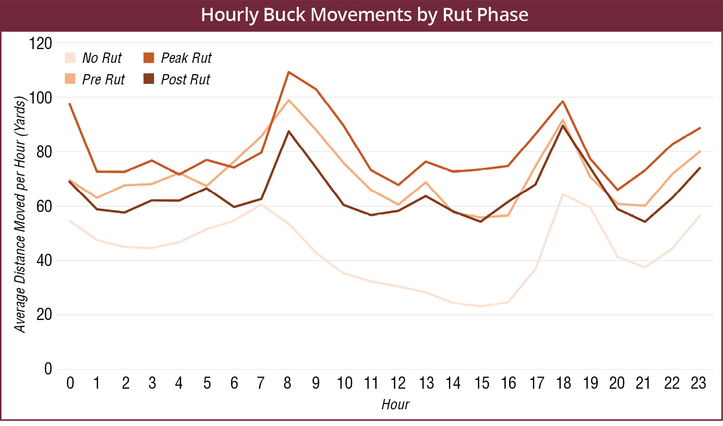 Hourly movement rates by bucks peaks at sunrise and sunset. The phase of the rut also influences these movement rates. At sunrise and sunset, movement is greatest during the peak of the rut.