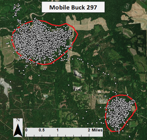 Some bucks have what are called “mobile movement personalities.” Aerial map showing Buck 297 with two parts of his home range separated by 2 miles. He spent the hunting season in one area and the spring and summer in another area.
