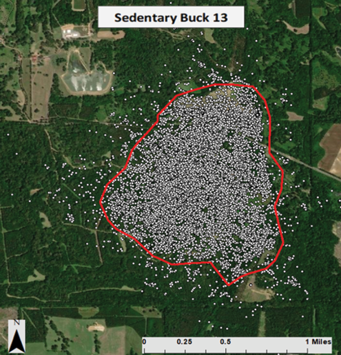 Most bucks have what are called “sedentary movement personalities.” Aerial map showing Buck 13 with all of his locations in one distinct area.