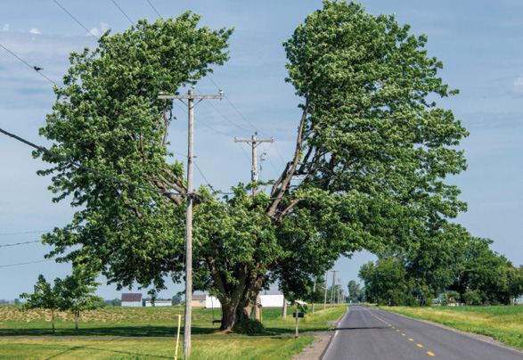 A large tree whose crown has been pruned into a U shape to avoid power lines.