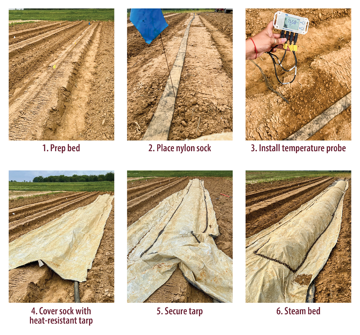 A step-by-step demonstration to prepare a bed for soil steaming. 1. Prep bed. 2. Place nylon sock. 3. Install temperature probe. 4. Cover sock with heat-resistant tarp. 5. Secure tarp. 6. Steam bed. 