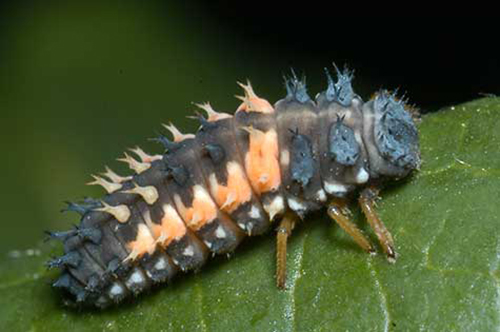 Question: What is this insect and what can I do about it?  They are all over our crape myrtles. Answer: This is the larva of the multicolored Asian lady beetle. They feed on aphids and should not be controlled.