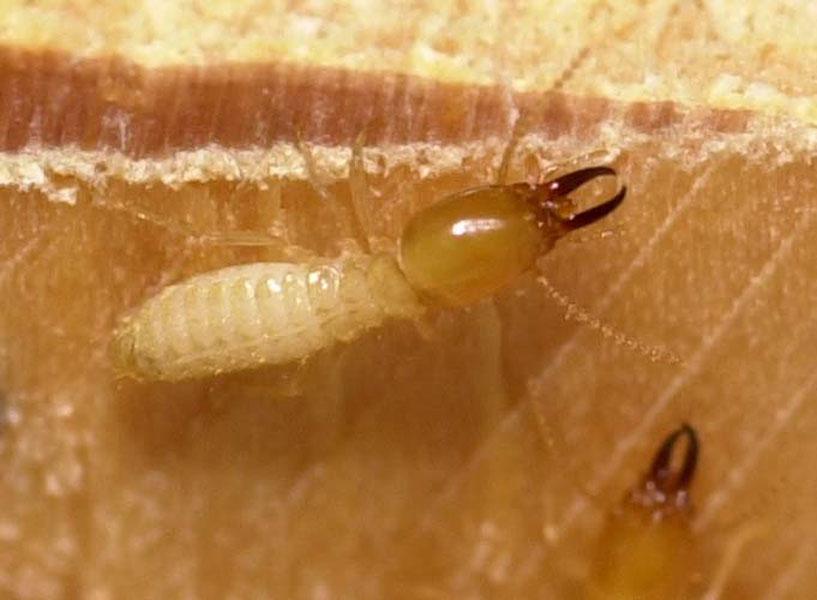 Formosan termite